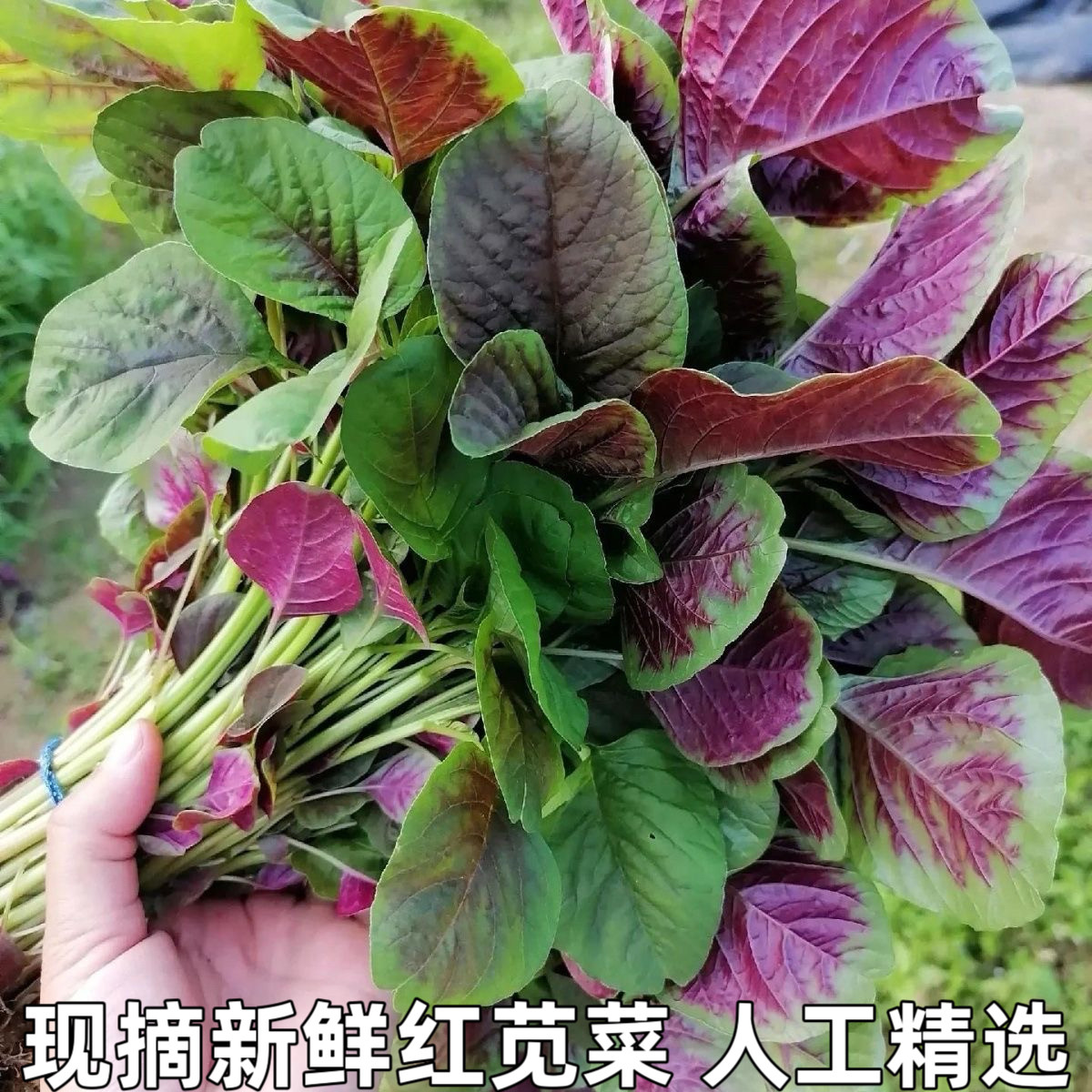 湖北新鲜农家红苋菜 露天种植汉菜 野菜 苋菜 时令蔬菜现摘红米苋