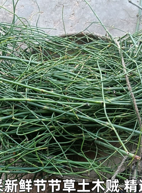 新鲜节节草野生土木贼草锁眉草笔杆草节骨草锉草问荆现采包邮