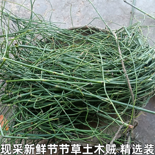 新鲜节节草野生土木贼草锁眉草笔杆草节骨草锉草问荆现采包邮