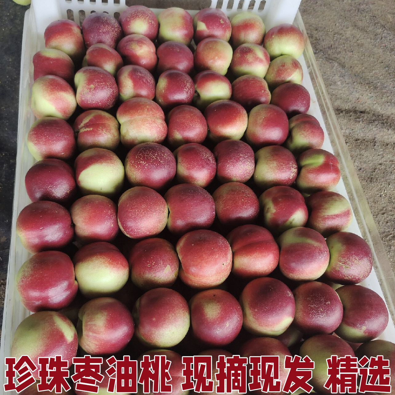 现摘新鲜小油桃珍珠枣油桃枣蜜桃枣味小桃子纯甜新鲜水果