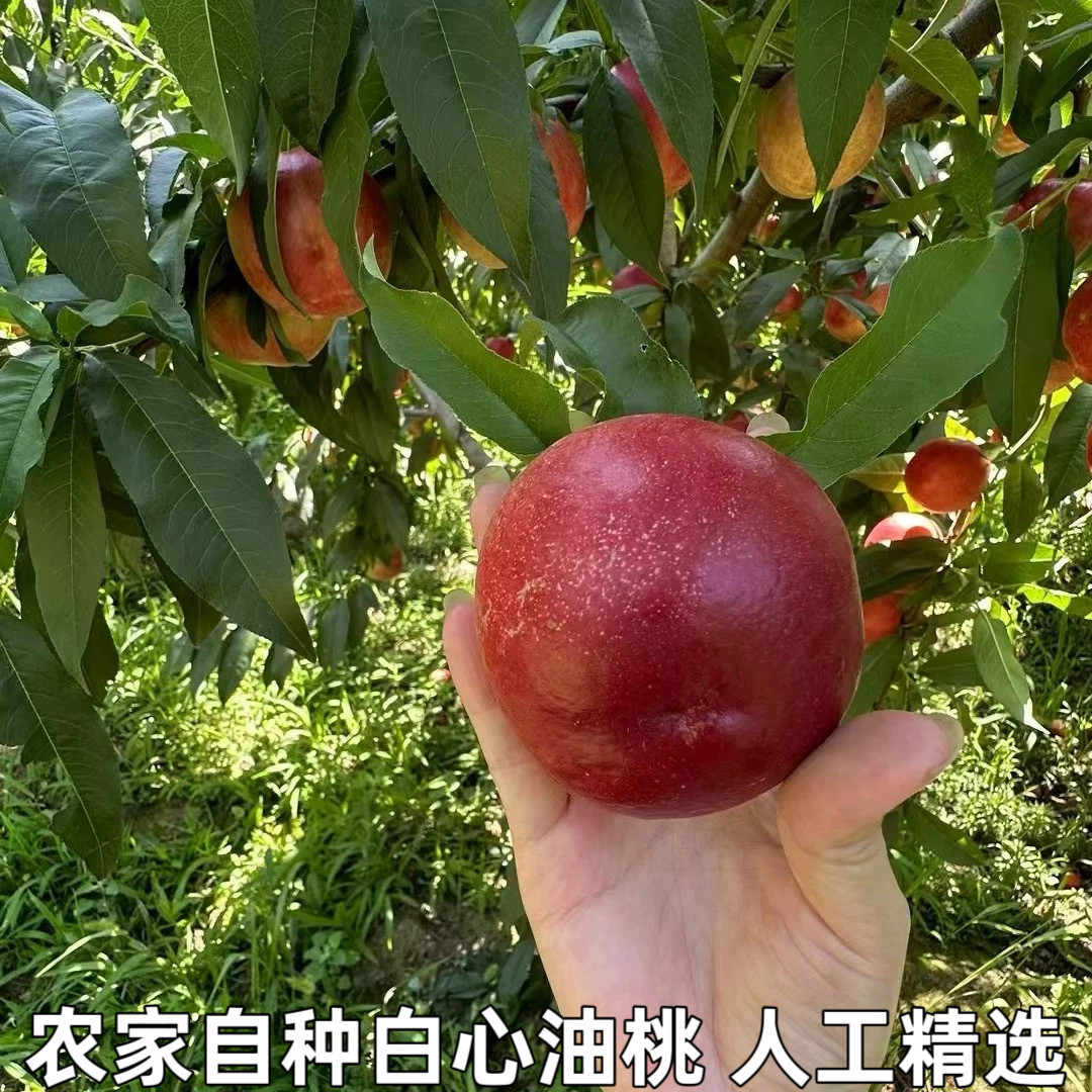 新鲜白心油桃水晶油桃子应季现摘纯脆甜枣桃白肉红皮桃子包邮