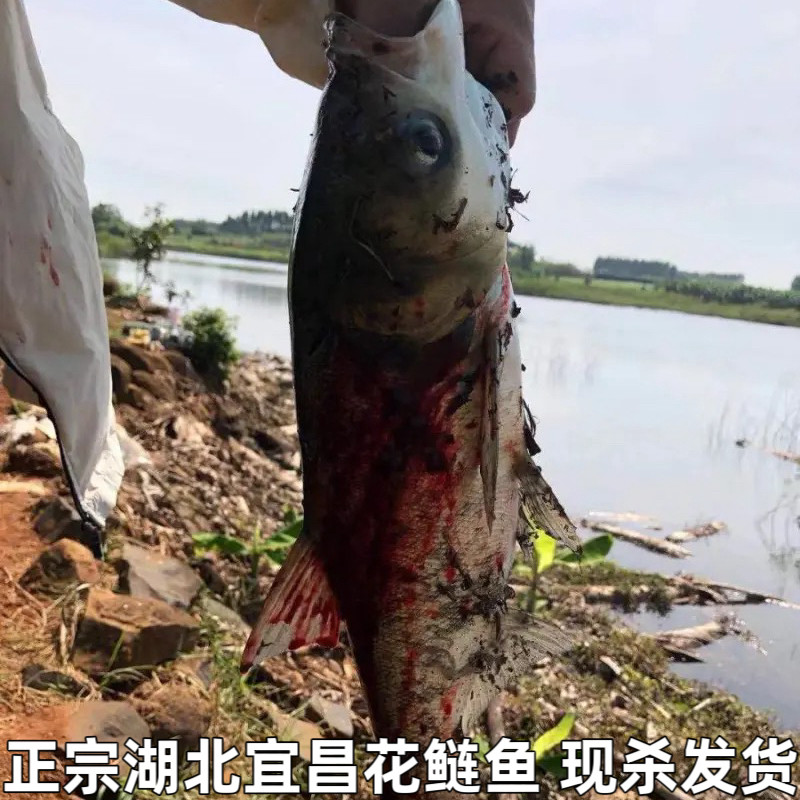 湖北宜昌大鱼头新鲜胖头鱼头花鲢鱼头鳙鱼鱼头足斤足两现杀发货包