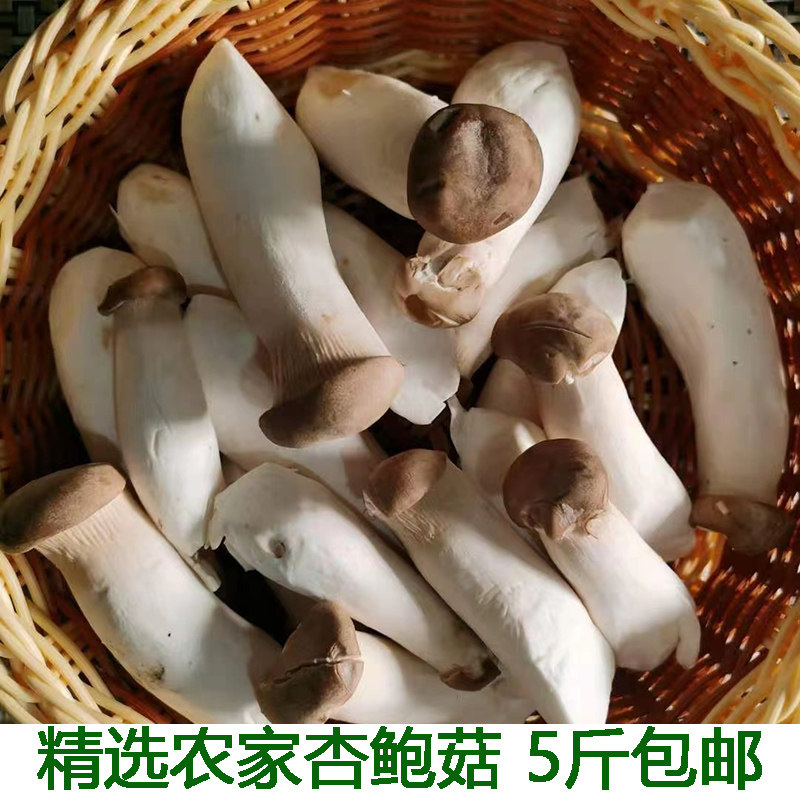 杏鲍菇新鲜火锅料理蔬菜现摘