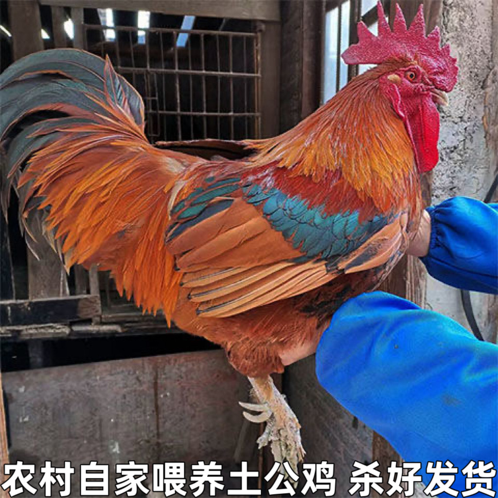 农村自养土鸡农家散养大公鸡鸡肉新鲜老公鸡笨鸡整只鸡土公鸡鸡