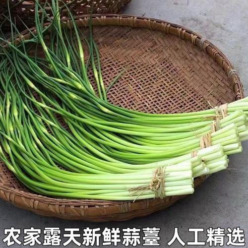 2024年新鲜现摘蒜苔农家自种蒜毫应季蔬菜青菜蒜苗蒜薹整箱