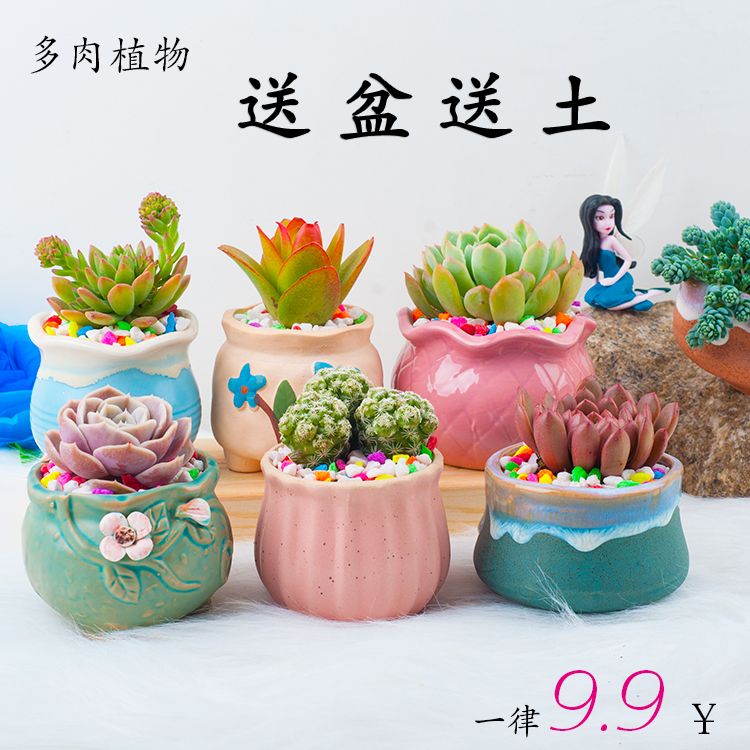 多肉植物组合盆栽含盆含