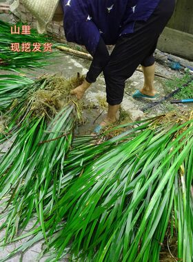 贵州特产新鲜1斤三奈山奈山赖五香草火锅去腥羊牛狗肉香料鸡香草