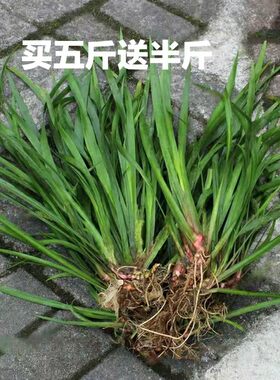贵州香料三奈五香草新鲜山奈随手香鸡香草石菖蒲羊肉狗肉去腥增香