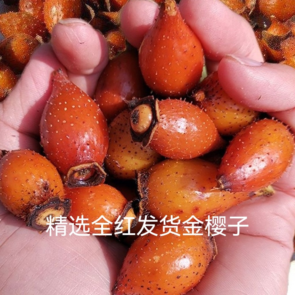 深山采摘野生金樱子泡酒新鲜山石榴中药材糖罐子红果金罂子刺梨果