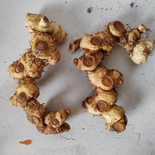 新鲜黄精鸡头黄精姜形黄精老虎姜煲汤食用鸡头参中药材