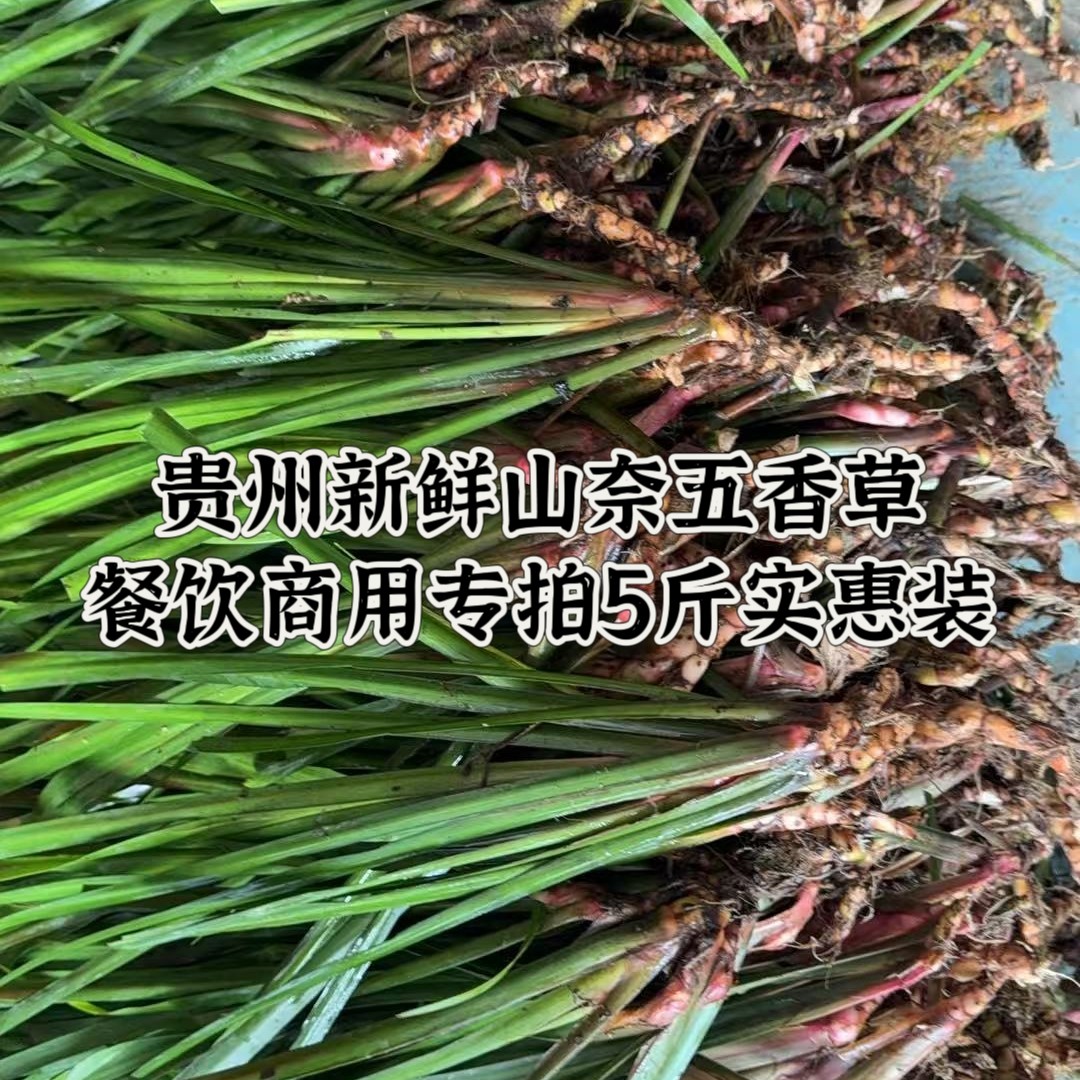 贵州新鲜山奈香料中药材5斤装山奈叶五香草牛羊肉粉专拍商用