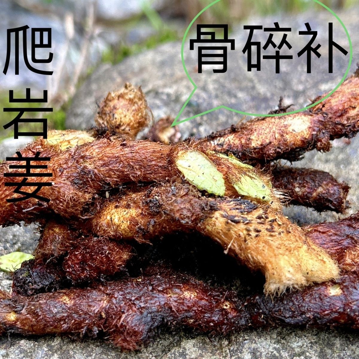 贵州新鲜骨碎补中药材爬岩姜接骨中草药树姜猴姜可种植包邮