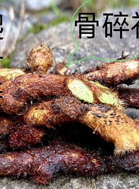 贵州新鲜骨碎补中药材爬岩姜接骨中草药树姜猴姜可种植包邮