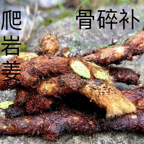 贵州新鲜骨碎补中药材爬岩姜接骨中草药树姜猴姜可种植包邮