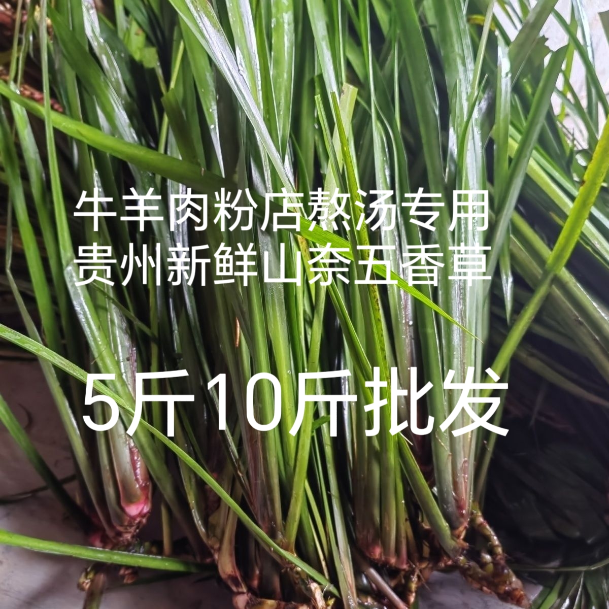 贵州特产新鲜山奈5斤10斤批发随手香鸡香草五香草带根盆栽可食用