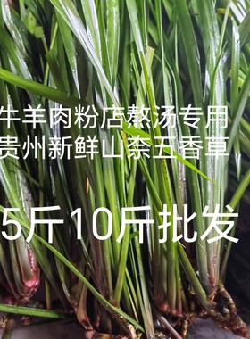 贵州特产新鲜山奈5斤10斤批发随手香鸡香草五香草带根盆栽可食用