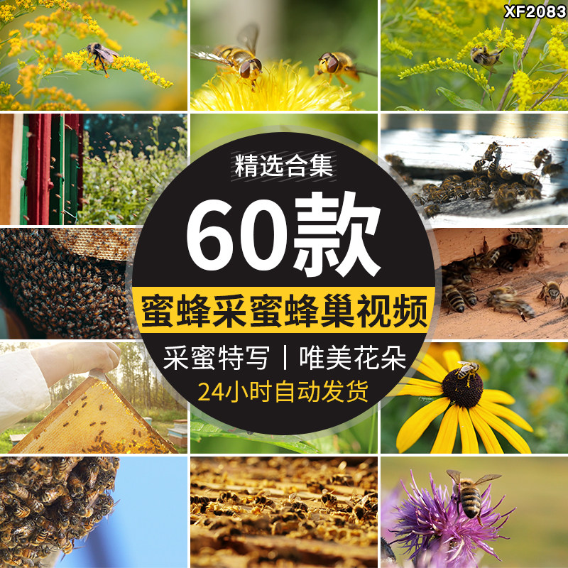 野生蜂蜜蜂采蜜特写唯美花朵蜂巢养殖养蜂业实拍高清剪辑视频素材