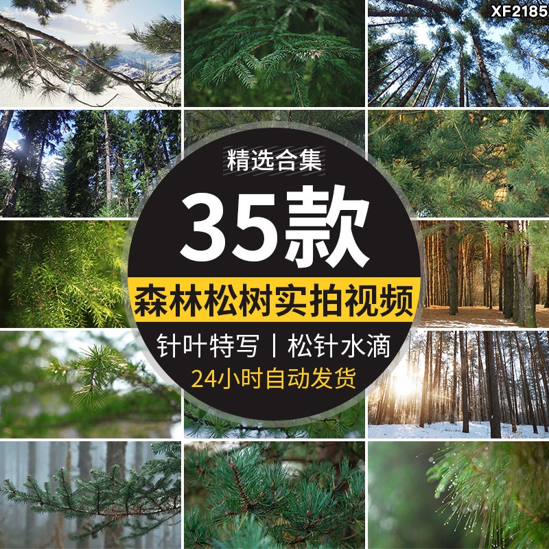 松树松针水滴特写树林森林积雪针叶林自然生态高清实拍短视频素材