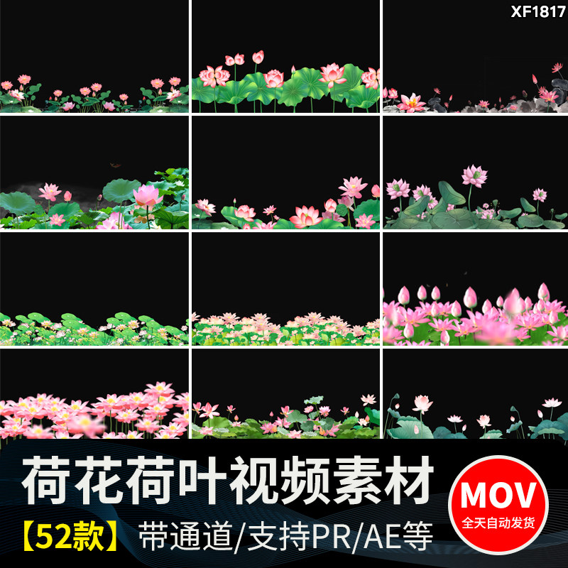 荷花莲花荷叶绽放摆动古风水墨透明通道后期合成MOV动态视频素材