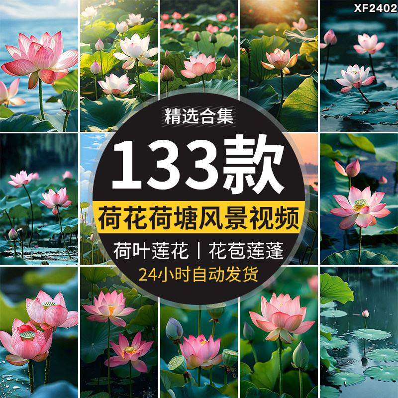 唯美荷花莲花苞池塘夏天荷塘雨荷叶莲蓬睡莲夏日LED背景视频素材