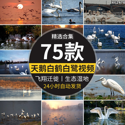 天鹅白鹤丹顶鹤白鹭飞鸟群飞翔迁徙生态湿地湖面鸟类实拍视频素材