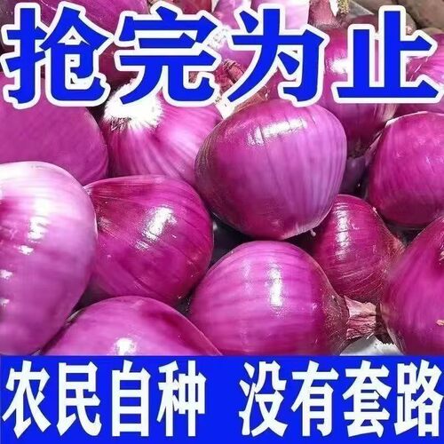 新鲜水果洋葱9斤紫皮圆葱蔬菜当季扁小洋葱头甜味生吃脆甜