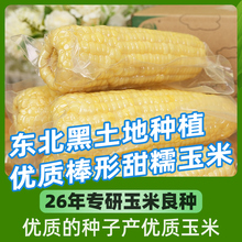 玉米甜糯玉米东北玉米真空包装 新鲜代餐玉米 农科玉玉米8根装