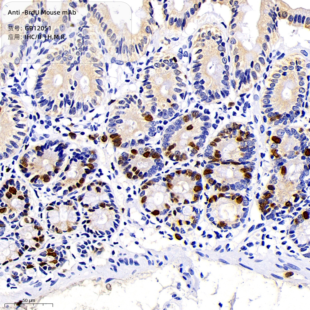 Servicebio抗-BrdU小鼠单克隆抗体Anti-BrdU Mouse mAb适用IHC/IF
