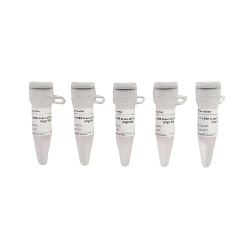 Servicebio染料法SYBR Green qPCR预混液（2×，高ROX）15mL5mL