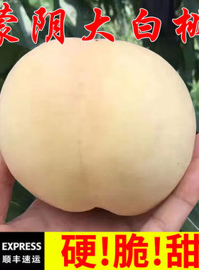 蒙阴大白桃脆桃党的钟爱