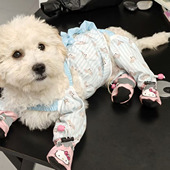 套 脚套宠物四脚鞋 狗狗外出防脏防尿背带裤 套中型小型犬泰迪连体裤