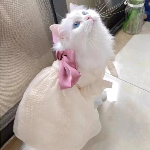 24春秋新款宠物小狗狗猫咪衣服公主风蝴蝶结夏季纱裙泰迪比熊犬