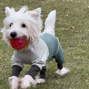 新款 四脚打底防护卫衣泰迪比熊雪纳瑞马尔济斯猫狗 狗狗衣服秋冬款