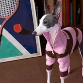 宠物衣服狗狗毛衣猫咪保暖毛衣条纹秋冬新款 中小型犬比熊泰迪灵缇