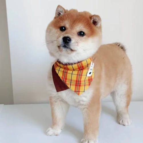 新品宠物口水巾可调节双面狗狗三角巾口水围兜宠物衣服配饰围嘴