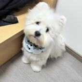 25新品 宠物口水巾可调节双面狗狗三角巾口水围兜宠物衣服配饰围嘴