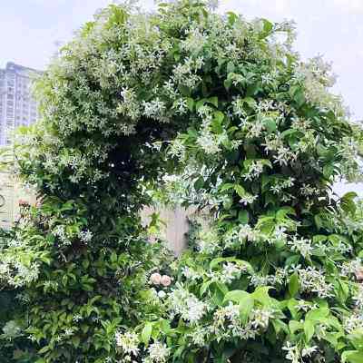 风车茉莉盆栽花苗络石藤浓香四季常青植物阳台庭院耐寒花卉老桩