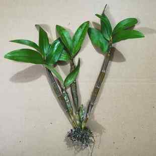 云南球花石斛黄花金钗石斛霍山铁皮石斛苗鼓槌石斛兰球形兰花盆栽