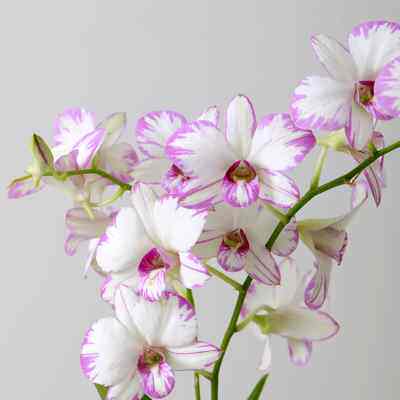 泼墨石斛兰盆栽客厅带花苞四季开花好养轻奢北欧室内花卉植物兰花