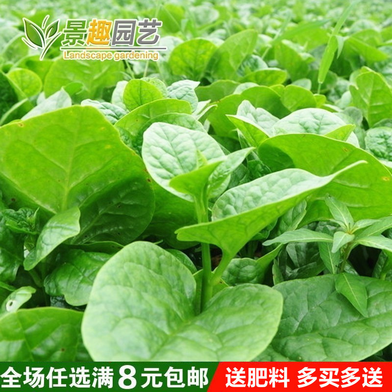 大叶木耳菜种子盆栽庭院阳台四季