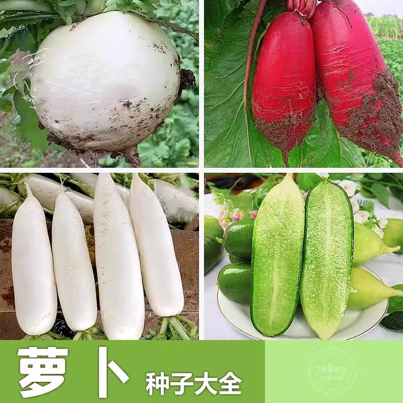 四季白萝卜籽红皮种子春不