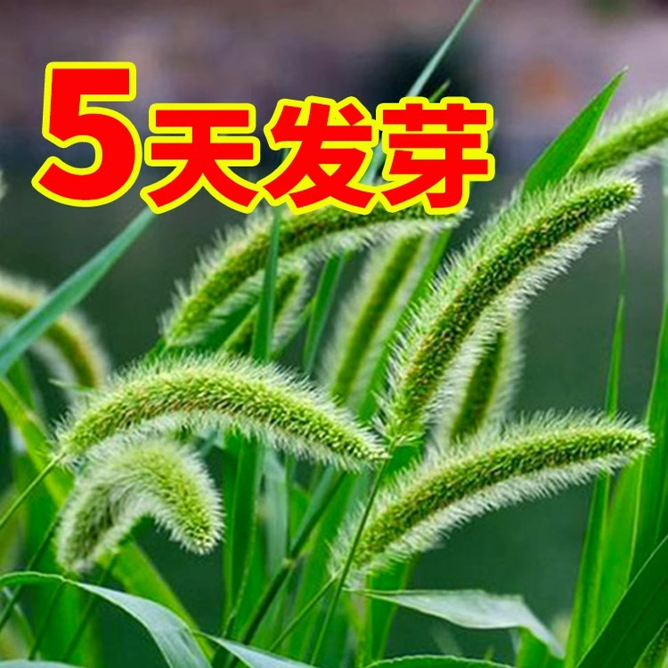 狗尾巴草籽子矿山复绿野草种子四季播种耐旱绿化草坪护坡草种子孑