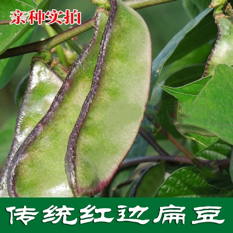 边边扁豆冠鲜语四季四季