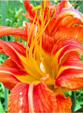 大花萱草种子多年生盆栽花种籽子宿根金娃娃萱草籽黄花萱草花种子