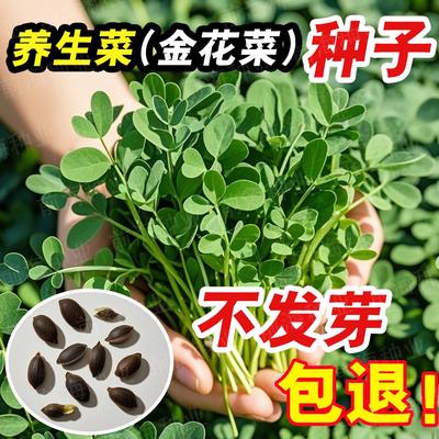 紫花苜蓿养生菜种金孑草头