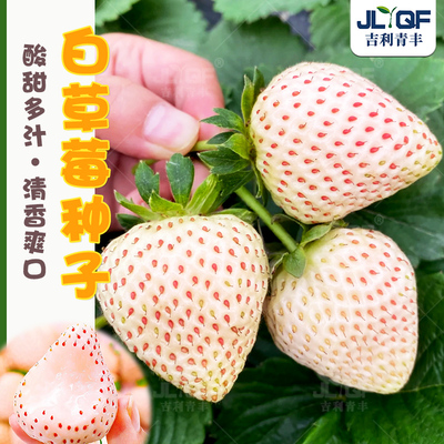 奶油白草莓种籽子盆栽新苗