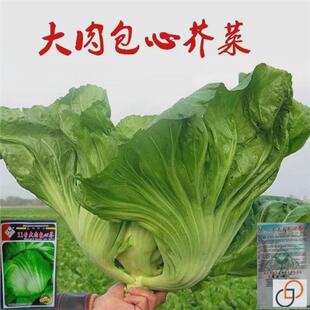 包心芥菜种籽水咸菜盖菜包大肉卷心芥菜种子四季播春秋季蔬菜种孑