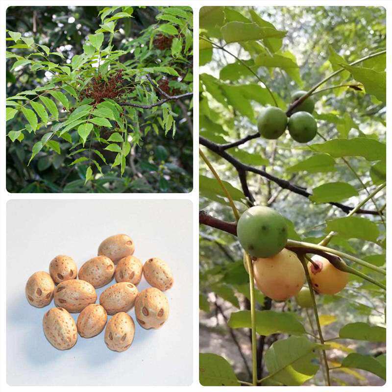 五眼果南酸枣种子多年生观果