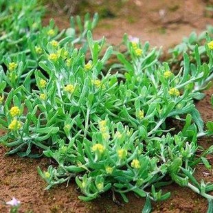 鼠曲草种子鼠麴草粑粑黄花艾清明菜佛耳草田艾棉菜水牛花野菜