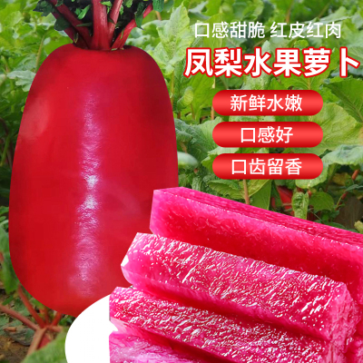 高端凤梨水果萝卜种子红皮肉